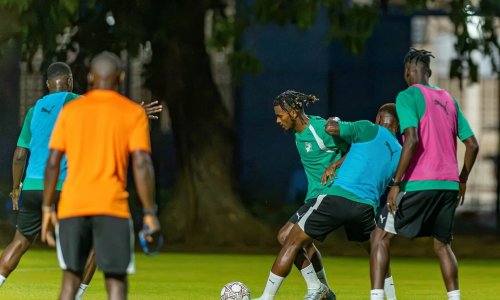 Eléphants : les images de la première séance d’entrainement