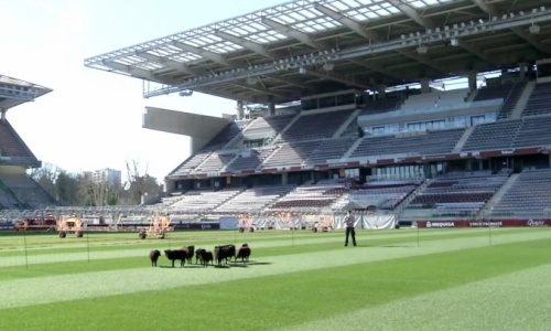 Le FC Metz de Victorien Angban et Habib Maiga utilise des moutons pour entretenir sa pelouse